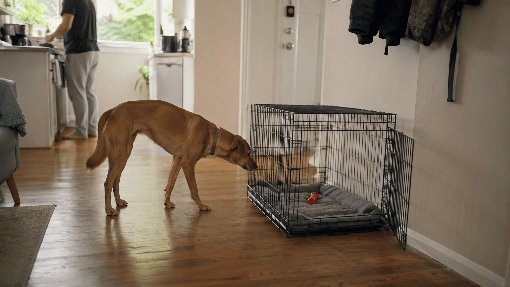 Chien explorant calmement une cage ouverte dans une maison, sans être enfermé à l’intérieur