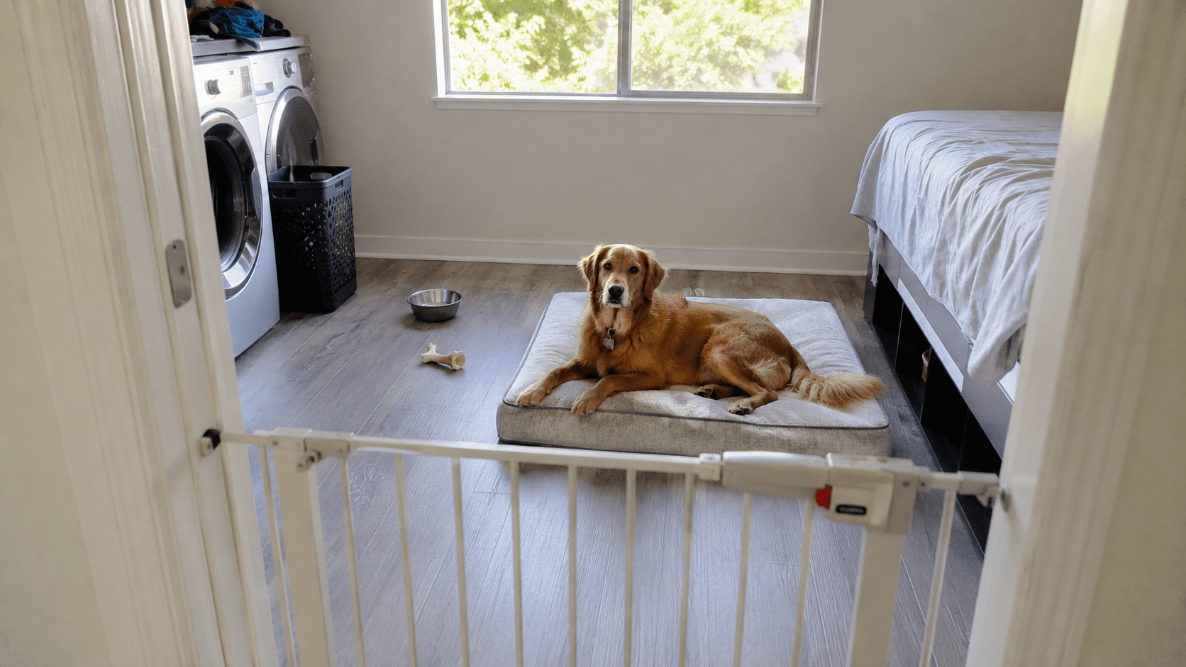 Chien se reposant calmement dans une pièce sécurisée par une barrière plutôt que dans une cage