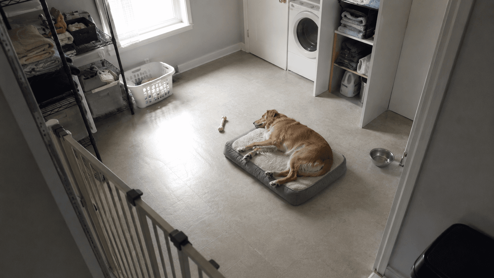 Chien se reposant seul et confortablement dans une buanderie sécurisée par une barrière, avec assez d’espace pour bouger