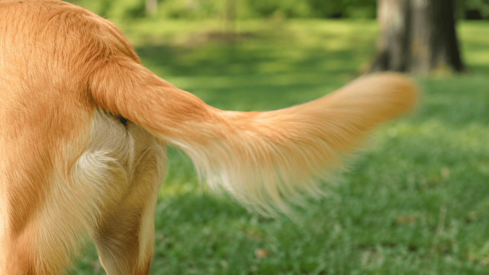 Cola de un perro en pleno movimiento amplio y suelto, ligeramente desenfocada y con luz natural al aire libre