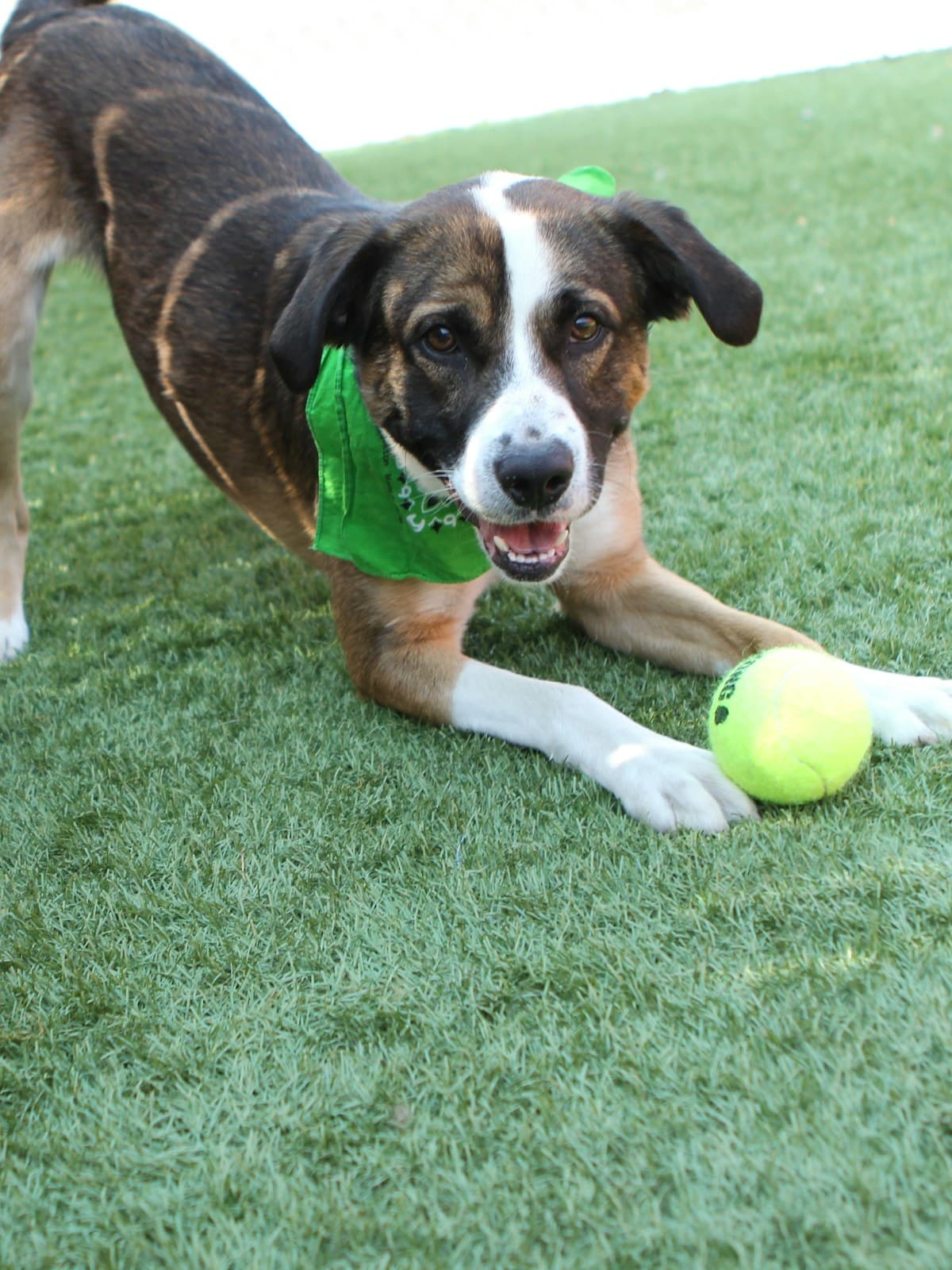 Un perro tumbado en la hierba con una pelota de tenis, orejas relajadas y boca abierta