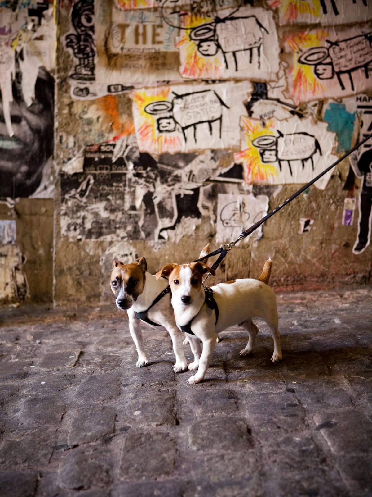 Dos perros pequeños con correas flojas, uno junto al otro frente a un muro con grafitis