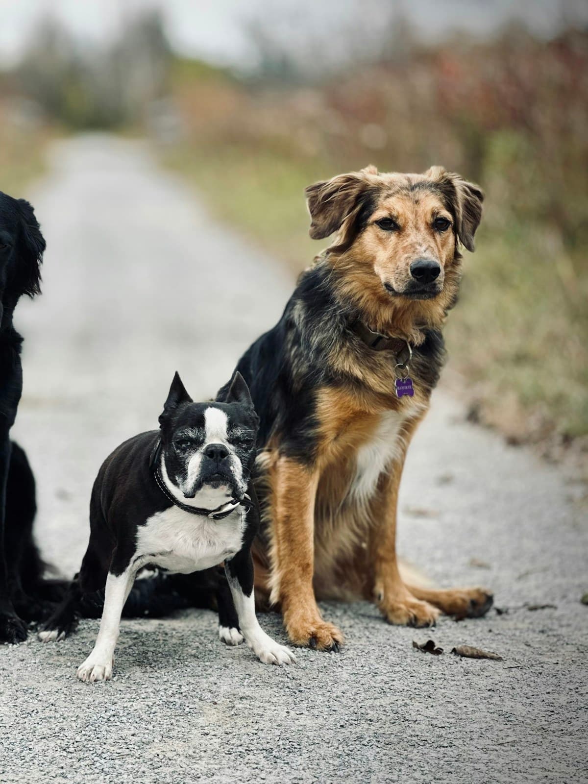 Two dogs sitting side by side on a path