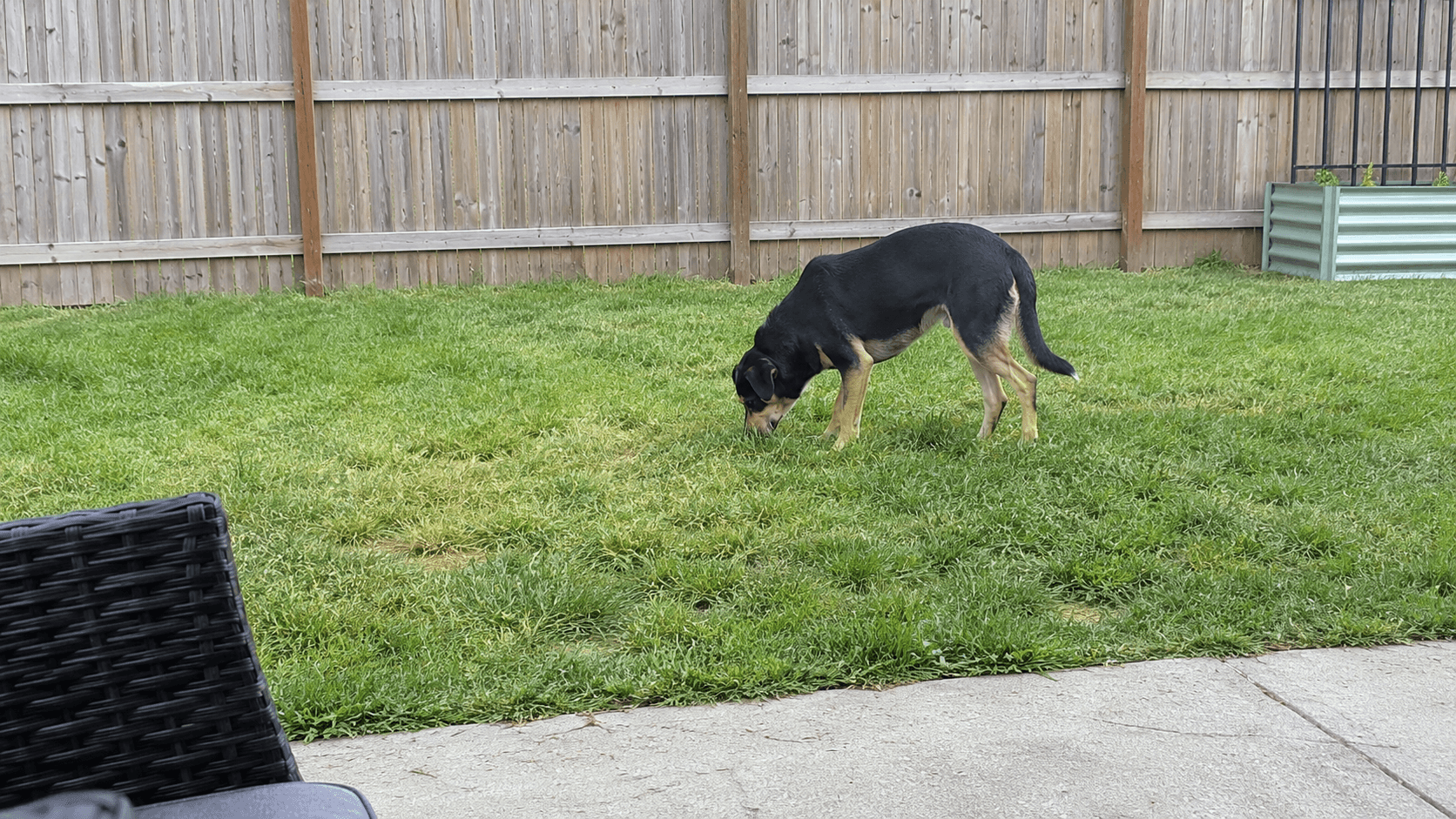 Un chien renifle l’herbe dans un jardin clôturé, avec une posture attentive et curieuse, à la lumière naturelle